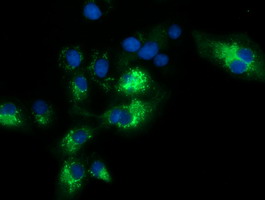 SQSTM1 Antibody - Anti-SQSTM1 mouse monoclonal antibody immunofluorescent staining of COS7 cells transiently transfected by pCMV6-ENTRY SQSTM1.