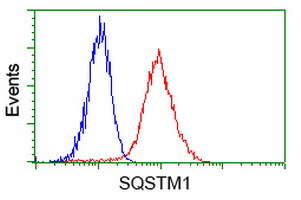 SQSTM1 Antibody - Flow cytometry of HeLa cells, using anti-SQSTM1 antibody (Red), compared to a nonspecific negative control antibody (Blue).