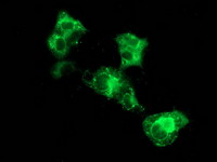 SQSTM1 Antibody - Anti-SQSTM1 mouse monoclonal antibody immunofluorescent staining of COS7 cells transiently transfected by pCMV6-ENTRY SQSTM1.