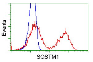 SQSTM1 Antibody - HEK293T cells transfected with either overexpress plasmid (Red) or empty vector control plasmid (Blue) were immunostained by anti-SQSTM1 antibody, and then analyzed by flow cytometry.