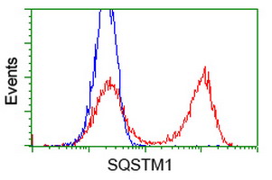 SQSTM1 Antibody - HEK293T cells transfected with either overexpress plasmid (Red) or empty vector control plasmid (Blue) were immunostained by anti-SQSTM1 antibody, and then analyzed by flow cytometry.