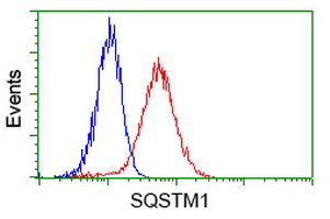 SQSTM1 Antibody - Flow cytometry of HeLa cells, using anti-SQSTM1 antibody (Red), compared to a nonspecific negative control antibody (Blue).
