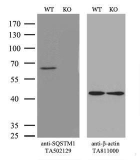 SQSTM1 Antibody - Equivalent amounts of cell lysates  and SQSTM1-Knockout 293T cells  were separated by SDS-PAGE and immunoblotted with anti-SQSTM1 monoclonal antibody(1:500). Then the blotted membrane was stripped and reprobed with anti-b-actin antibody  as a loading control.