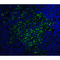 SQSTM1 Antibody - Immunofluorescence of SQSTM1 in mouse spleen tissue with SQSTM1 antibody at 20 µg/ml.