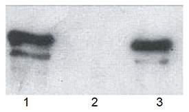 SQSTM1 Antibody - Western blot of wild type p62, GST-tagged (human, recombinant) bound to: (1) glutathione-agarose and (3) ubiquitin-agarose (2: agarose control). Bound species were analyzed by PAGE followed by blotting on to PVDF and probing with antibody.