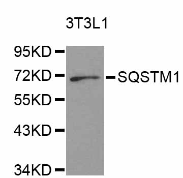 SQSTM1 Antibody - Western blot analysis of extracts of 3T3-L1 cells, using SQSTM1 antibody at 1:1000 dilution. The secondary antibody used was an HRP Goat Anti-Rabbit IgG (H+L) at 1:10000 dilution. Lysates were loaded 25ug per lane and 3% nonfat dry milk in TBST was used for blocking.