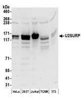 SR140 / U2SURP Antibody - Detection of human and mouse U2SURP by western blot. Samples: Whole cell lysate (50 µg) from HeLa, HEK293T, Jurkat, mouse TCMK-1, and mouse NIH 3T3 cells prepared using NETN lysis buffer. Antibodies: Affinity purified rabbit anti-U2SURP antibody used for WB at 0.1 µg/ml. Detection: Chemiluminescence with an exposure time of 30 seconds.