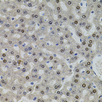 SR140 / U2SURP Antibody - Immunohistochemistry of paraffin-embedded rat liver tissue.