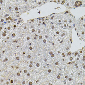 SR140 / U2SURP Antibody - Immunohistochemistry of paraffin-embedded mouse liver tissue.