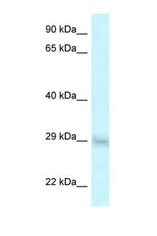 SRA1 / SRA Antibody - SRA1 antibody Western blot of HT1080 Cell lysate. Antibody concentration 1 ug/ml.  This image was taken for the unconjugated form of this product. Other forms have not been tested.