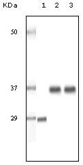 SRA1 / SRA Antibody - SRA1 Antibody in Western Blot (WB)