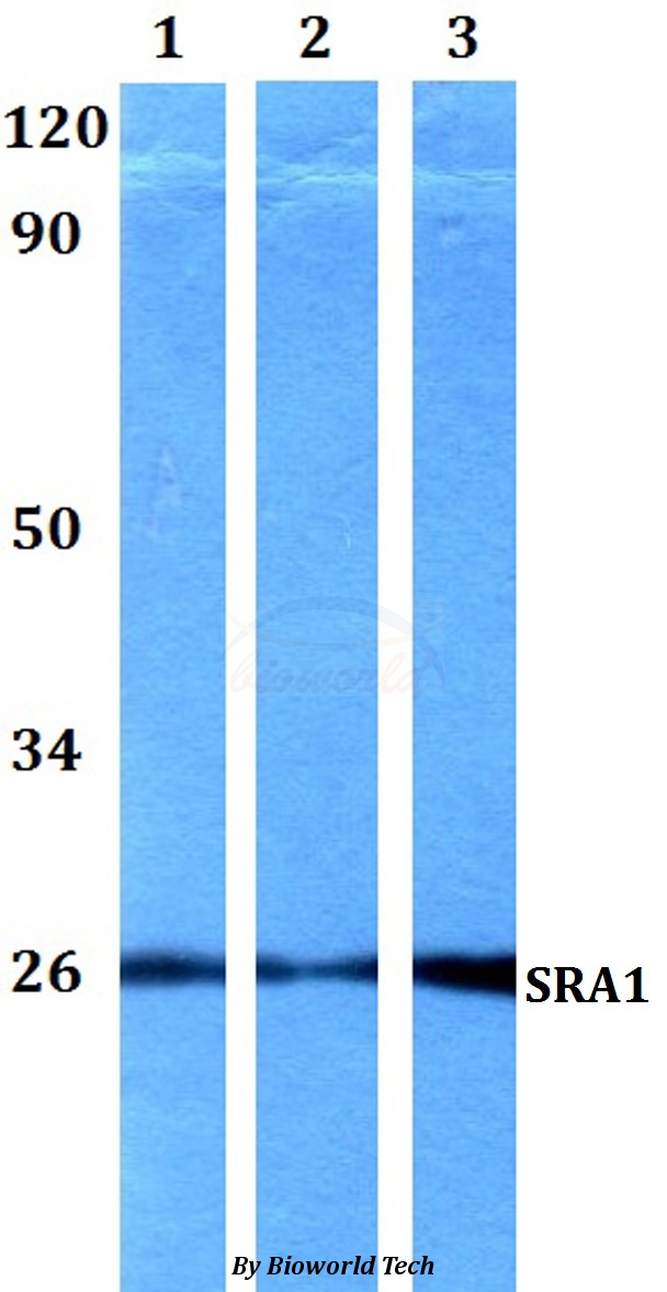 SRA1 / SRA Antibody - Western blot of SRA1 antibody at 1:500 dilution. Lane 1: HEK293T whole cell lysate. Lane 2: sp2/0 whole cell lysate. Lane 3: PC12 whole cell lysate.