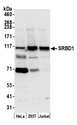 SRBD1 Antibody - Detection of human SRBD1 by western blot. Samples: Whole cell lysate (50 µg) from HeLa, HEK293T, and Jurkat cells prepared using NETN lysis buffer. Antibody: Affinity purified rabbit anti-SRBD1 antibody used for WB at 0.1 µg/ml. Detection: Chemiluminescence with an exposure time of 30 seconds.