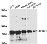SRBD1 Antibody - Western blot analysis of extracts of various cell lines, using SRBD1 antibody at 1:3000 dilution. The secondary antibody used was an HRP Goat Anti-Rabbit IgG (H+L) at 1:10000 dilution. Lysates were loaded 25ug per lane and 3% nonfat dry milk in TBST was used for blocking. An ECL Kit was used for detection and the exposure time was 90s.