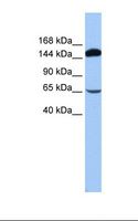 SRBD1 Antibody - 721_B cell lysate. Antibody concentration: 1.0 ug/ml. Gel concentration: 6%-18%.  This image was taken for the unconjugated form of this product. Other forms have not been tested.