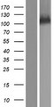 SRBD1 Protein - Western validation with an anti-DDK antibody * L: Control HEK293 lysate R: Over-expression lysate