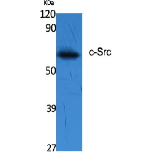 SRC Antibody - Western blot of c-Src antibody