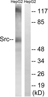 SRC Antibody - Western blot analysis of lysates from HepG2 cells, using Src Antibody. The lane on the right is blocked with the synthesized peptide.