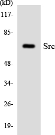 SRC Antibody - Western blot analysis of the lysates from HeLa cells using Src antibody.