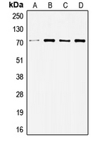 SRC Antibody - Western blot analysis of c-SRC expression in HeLa (A); HUVEC (B); Jurkat (C); COLO205 (D) whole cell lysates.