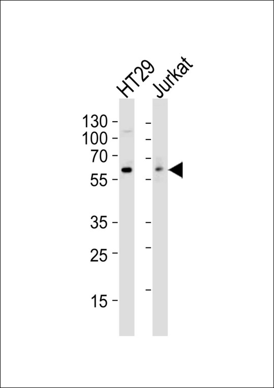 SRC Antibody - Western blot of lysates from HT29, Jurkat cell line (from left to right), using SRC Antibody. Antibody was diluted at 1:1000 at each lane. A goat anti-mouse IgG H&L (HRP) at 1:3000 dilution was used as the secondary antibody. Lysates at 35ug per lane.