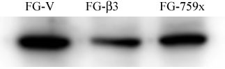 SRC Antibody - FG Pancreatic Carcinoma Cell Lines stably expressing vector along (FG-V) the b3 integrin subunit (FG-b3) or a b3 truncation mutant (FG-759x). Src antibody was diluted 1:500 in 1% BSA/TBST and incubated Overnight at 4 degrees C. After washing 3x 5 min. with TBST the blots were incubated with 1:5000 Goat anti-mouse or Goat anti-rabbit secondary antibody for 1 hr at Room temperature. The blots were again washed 3x 5 min. with TBST and developed using ECL reagent.Data and protocol kindly provided by Dr. Weis of Cheresh Lab, UCSD.