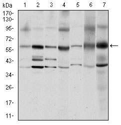 SRC Antibody - Western blot using SRC mouse monoclonal antibody against MCF-7 (1), A431 (2), HeLa (3), HEK293 (4), NIH/3T3 (5), PC-12 (6) and Cos7 (7) cell lysate.