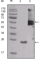 SRC Antibody - Western blot using SRC mouse monoclonal antibody against truncated SRC-His recombinant protein (1) and PMA treated THP-1 cell lysate (2).
