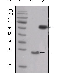 SRC Antibody - Western blot using SRC mouse monoclonal antibody against truncated SRC-His recombinant protein (1) and PMA treated THP-1 cell lysate (2).