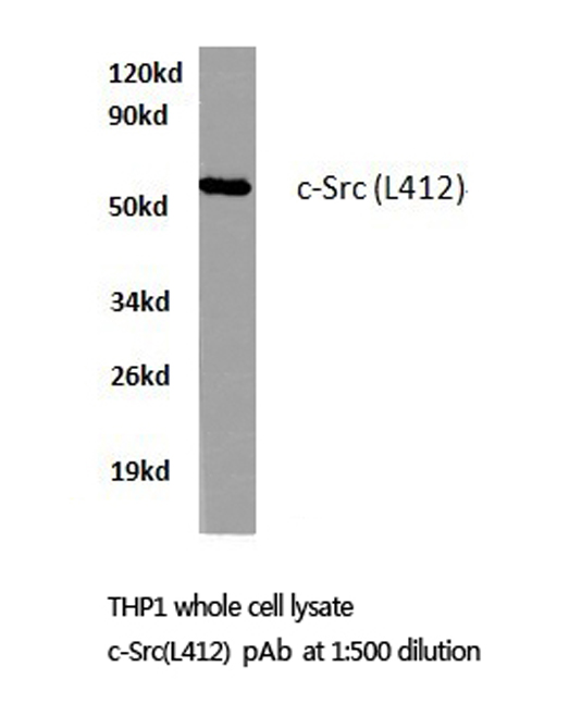 SRC Antibody - Western blot of Src (L412) pAb in extracts from THP1 cells.