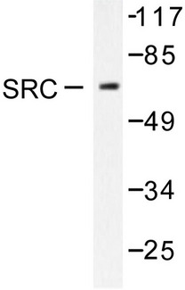 SRC Antibody - Western blot of c-Src (A420)pAb in extracts from 293 cells treated with PBS, 60mins.