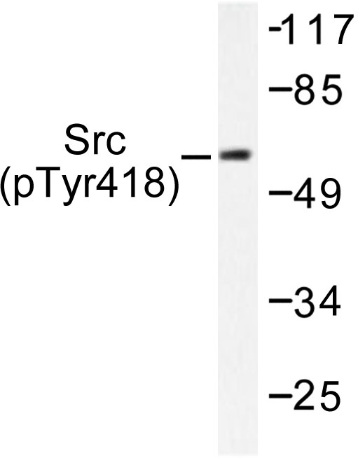 SRC Antibody - Western blot of p-Src (Y418) pAb in extracts from COLO205 cells.