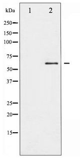 SRC Antibody - Western blot of Src phosphorylation expression in serum treated COLO205 whole cell lysates,The lane on the left is treated with the antigen-specific peptide.