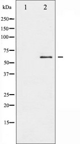 SRC Antibody - Western blot analysis of Src phosphorylation expression in serum treated COLO205 whole cells lysates. The lane on the left is treated with the antigen-specific peptide.
