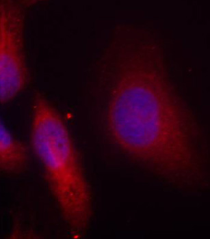 SRC Antibody - Immunofluorescence staining of methanol-fixed Hela cells.