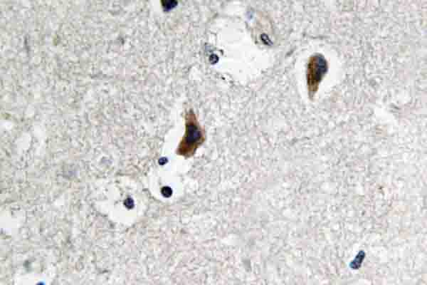SRC Antibody - IHC of c-Src (S69) pAb in paraffin-embedded human brain tissue.