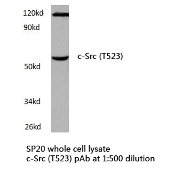 SRC Antibody - Western blot of c-Src (T523) pAb in extracts from SP20 cells.
