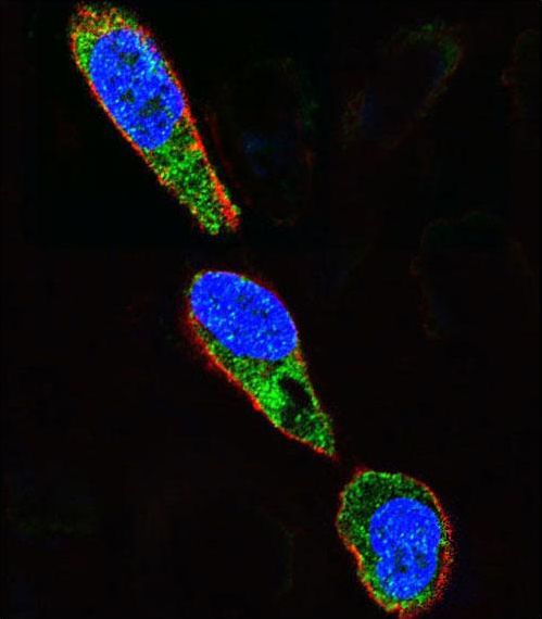 SRC Antibody - Confocal immunofluorescence of SRC Antibody (Y419) with A375 cell followed by Alexa Fluor 488-conjugated goat anti-rabbit lgG (green). Actin filaments have been labeled with Alexa Fluor 555 phalloidin (red). DAPI was used to stain the cell nuclear (blue).