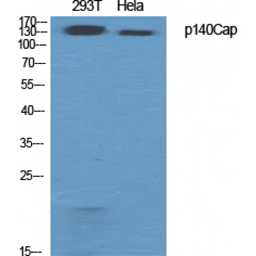 SRCIN1 / SNIP Antibody - Western blot of p140Cap antibody