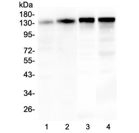 SRCIN1 / SNIP Antibody - Western blot testing of 1) human T-47D, 2) human MDA-MB-453, 3) rat brain and 4) mouse brain lysate with SRCIN1 antibody at 0.5ug/ml. Expected molecular weight: 130-140 kDa.