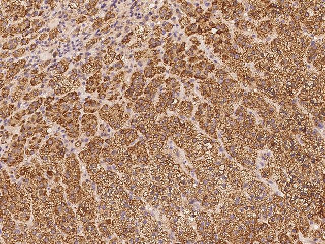 SRCIN1 / SNIP Antibody - Immunochemical staining of human SRCIN1 in human adrenal gland with rabbit polyclonal antibody at 1:100 dilution, formalin-fixed paraffin embedded sections.