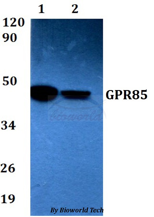 SREB / GPR85 Antibody - Western blot of GPR85 antibody at 1:500 dilution. Lane 1: A549 whole cell lysate. Lane 2: H9C2 whole cell lysate.