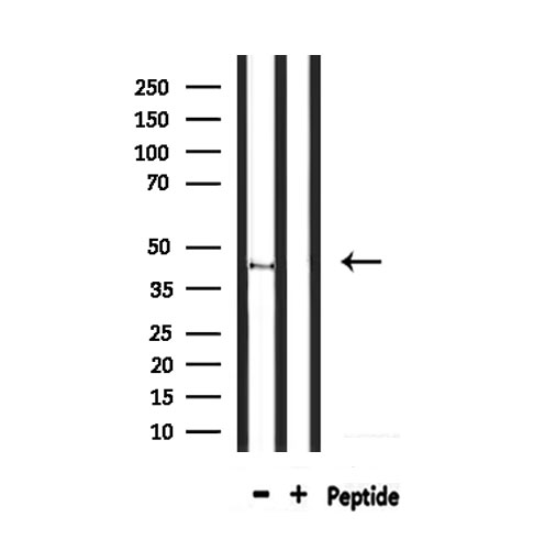 SREB / GPR85 Antibody - Western blot analysis of extracts of HepG2 cells using GPR85 antibody.