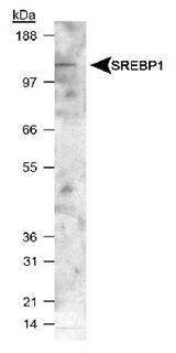 SREBF1 / SREBP-1 Antibody - Detection of SREBP1 in mouse liver lysate using SREBP1  Antibody. 1 min. ECL exposure.  This image was taken for the unconjugated form of this product. Other forms have not been tested.