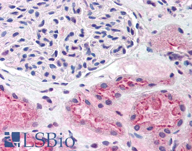 SREBF1 / SREBP-1 Antibody - Anti-SREBF1 / SREBP-1 antibody IHC of human kidney. Immunohistochemistry of formalin-fixed, paraffin-embedded tissue after heat-induced antigen retrieval. Antibody concentration 10 ug/ml.  This image was taken for the unconjugated form of this product. Other forms have not been tested.