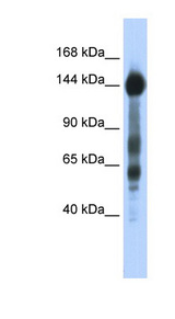 SREBF1 / SREBP-1 Antibody - SREBF1 / SREBP-1 antibody Western blot of Transfected 293T cell lysate. This image was taken for the unconjugated form of this product. Other forms have not been tested.
