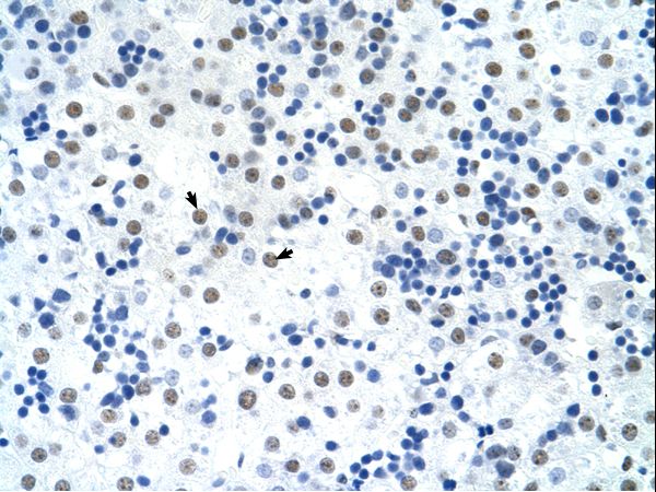 SREBF1 / SREBP-1 Antibody - Human Liver.  This image was taken for the unconjugated form of this product. Other forms have not been tested.