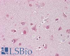 SREBF1 / SREBP-1 Antibody - Anti-SREBF1 / SREBP-1 antibody IHC of human brain, cortex. Immunohistochemistry of formalin-fixed, paraffin-embedded tissue after heat-induced antigen retrieval. Antibody concentration 5 ug/ml.  This image was taken for the unconjugated form of this product. Other forms have not been tested.