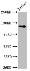 SREBF1 / SREBP-1 Antibody - Western Blot Positive WB detected in: Jurkat whole cell lysate All lanes: SREBF1 antibody at 5.7µg/ml Secondary Goat polyclonal to rabbit IgG at 1/50000 dilution Predicted band size: 122, 114, 112, 125, 49, 46 kDa Observed band size: 122 kDa