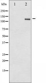 SREBF1 / SREBP-1 Antibody - Western blot analysis of SREBP-1 phosphorylation expression in TNF treated Jurkat whole cells lysates. The lane on the left is treated with the antigen-specific peptide.